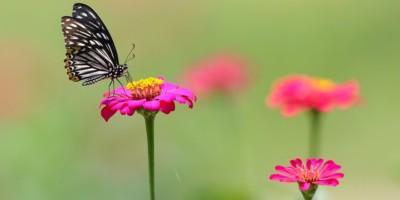 Kuva perhosesta ja kukasta