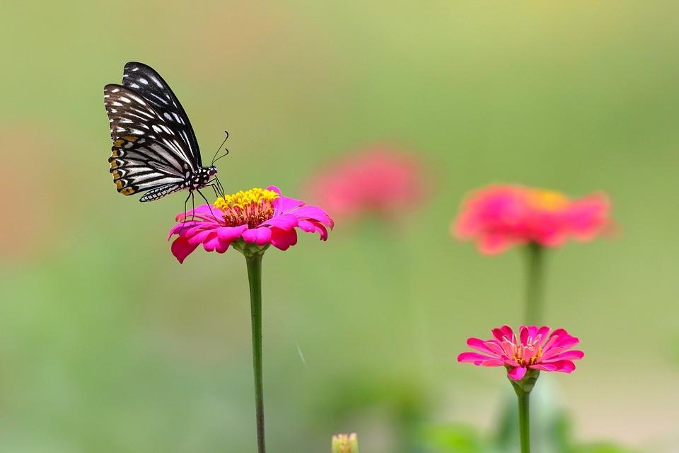 Kuva perhosesta ja kukasta